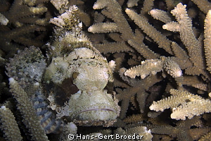 Beard Scorpionfish
Bunaken,Sulawesi,Indonesia, 
Canon G 12 by Hans-Gert Broeder 